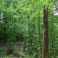Baumstumpf im Wald