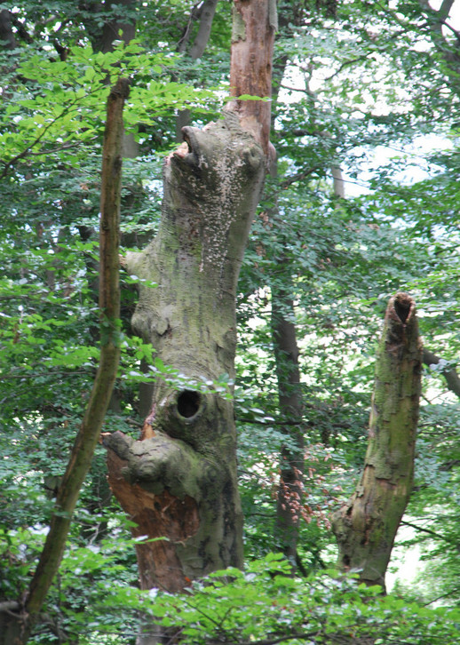 Ein sogenannter Biotopbaum mit Höhlen und Totholzanteilen
