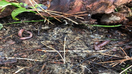Regenwürmer schnell entdeckt unter Holzstück im Wald