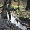 Wasser im Wald