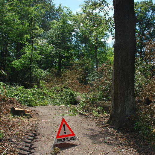 Wegsperrung mittels Aufsteller wegen Holzeinschlag