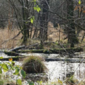 Bruchwald als Wasserreservoir