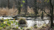 Bruchwald als Wasserreservoir