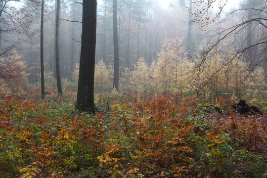 Verschiedener Baumnachwuchs im LÖWE-Wald unter Altbäumen