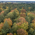 bunter Herbstwald