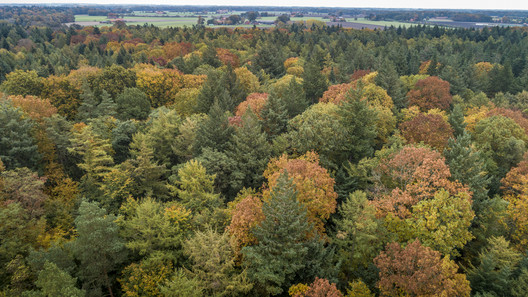 bunter Herbstwald