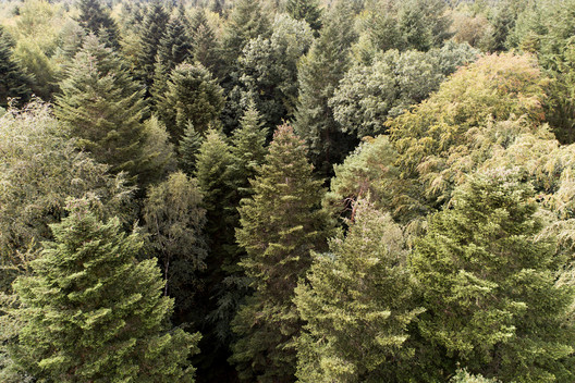 Luftbild vom intakten Erdmann-Waldbestand ohne Schäden