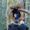 Ein Kind schaut aus einem hohlen Baum