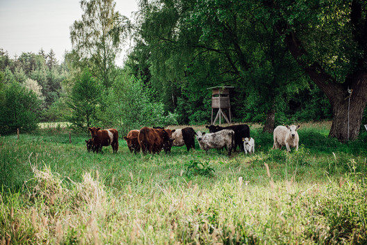 Eine Herde Galloway-Rinder auf einer Weide mitten im Wald