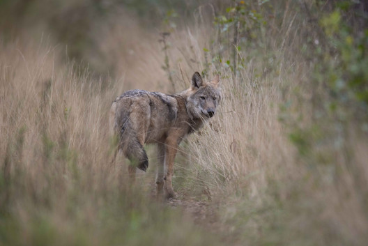 Ein Wolf unterwegs im Revier