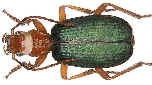 Brachinus trumii