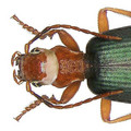 Brachinus trumpii