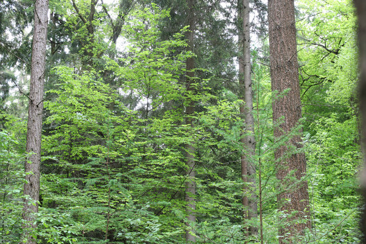 Mischwald, Erdmannwald, Laub- und Nadelmischwald