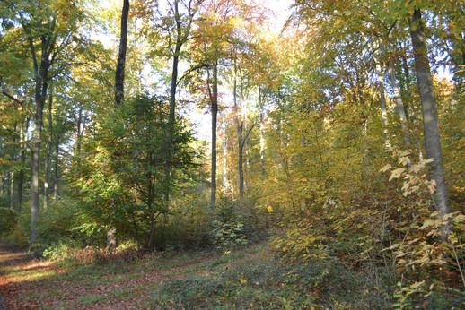 Buchenmischwald