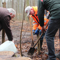 Männer pflanzen einen Baum