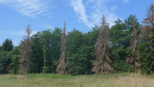 Klimaschäden am Wald