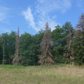 Klimaschäden am Wald