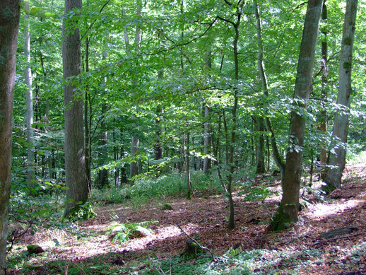 Der Choriner Wald