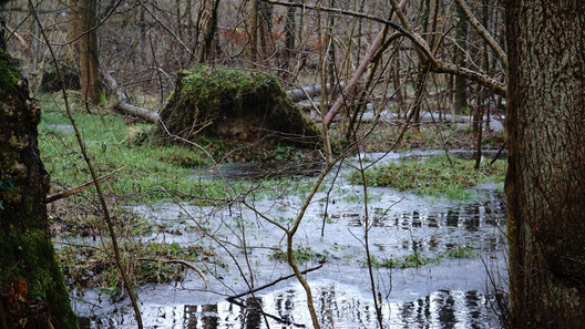 überfluteter Bruchwald