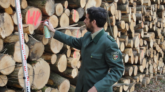 Förster beim Holzaufmessen