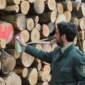 Förster beim Holzaufmessen