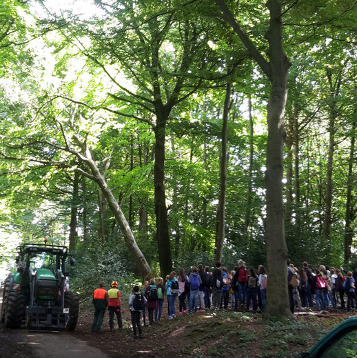 Eine Jugendgruppe sieht einem Harvester (Holzerntemaschine) bei der Fällung eines Baumes zu