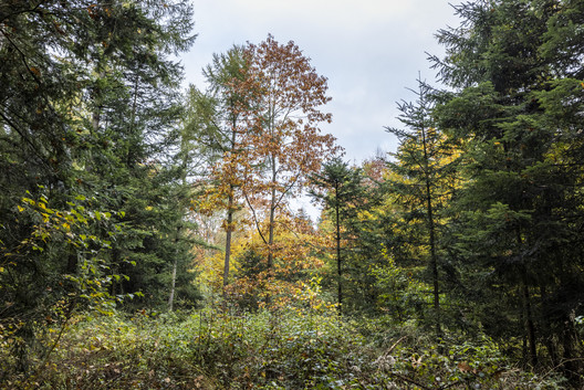 Nadel- und Laub-Mischwald im Freidorfer Gehege