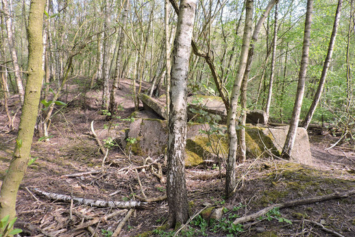 Birkenwald auf Industriebrache, prägnant im Ruhrgebiet