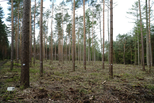 Kiefernwald ist vorbereitet für die Saat Tanne und Buche