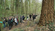 Förster zeigt Flatterulme im Choriner Wald, Waldgebiet des Jahres 2023