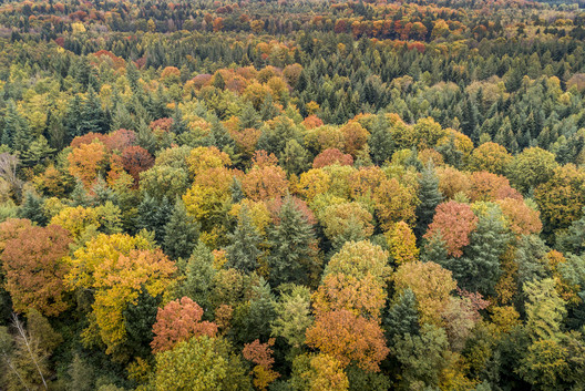 Bunte Baumartenvielfalt im herbstlichen Erdmannwald aus der Luft