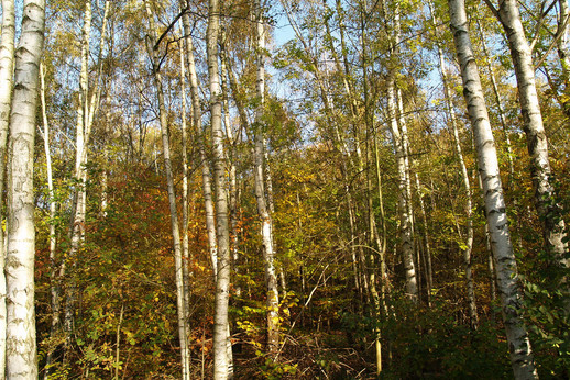 Ca. 25- jähriger Birkenwald, entstanden auf Industriebrache 