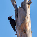 Vogel auf totem Baumstamm