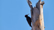 Vogel auf totem Baumstamm