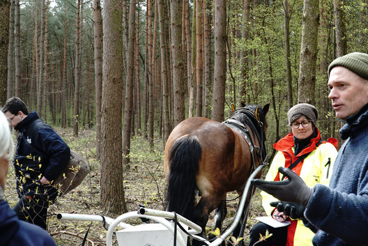 Saat mit Pferd und Sämaschine im Kiefernforst