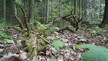 Ein Baumstamm „versinkt“ langsam im Waldboden durch die unterirdische Zersetzungsarbeit der Bodenlebewesen 