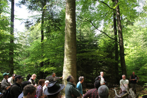 110jährige Weißtanne mit Durchmesser 90 cm im Mischwald